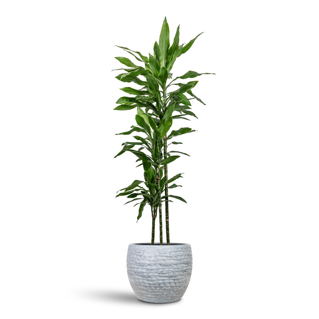 Dracaena deremensis Art Multi Stem 24x165cm 3 stems house plant in Manuel Pot Shiny Grey 30x26cm