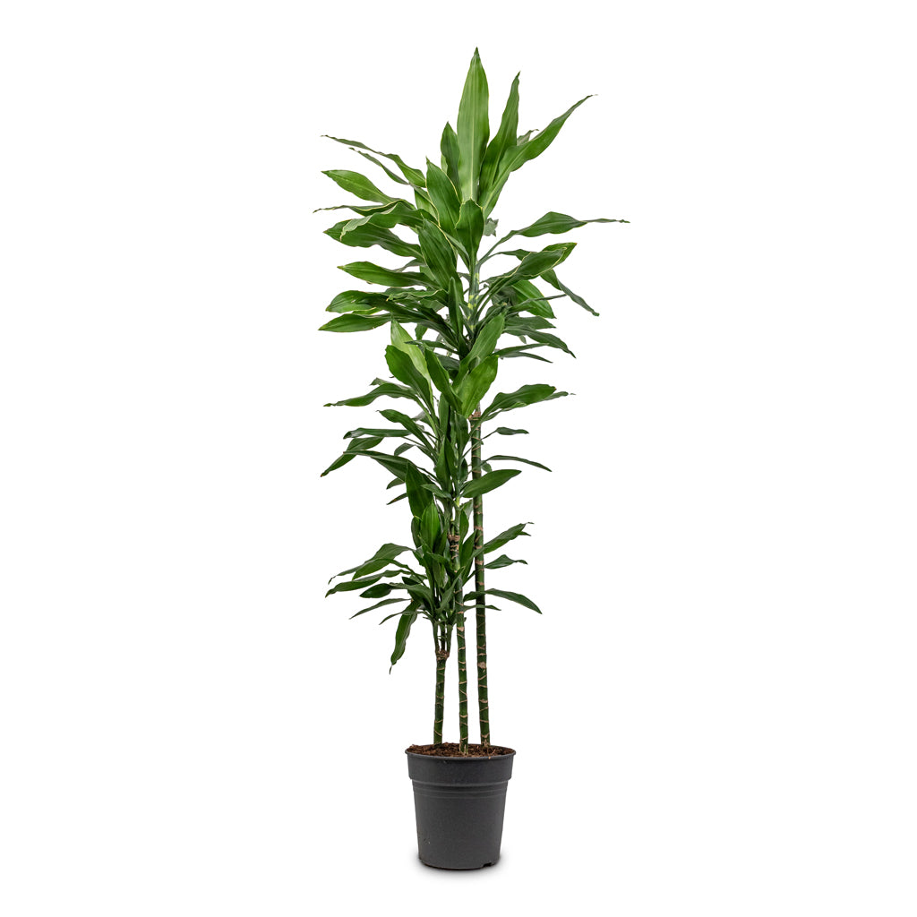 Dracaena deremensis Art Multi Stem 24x165cm 3 stems