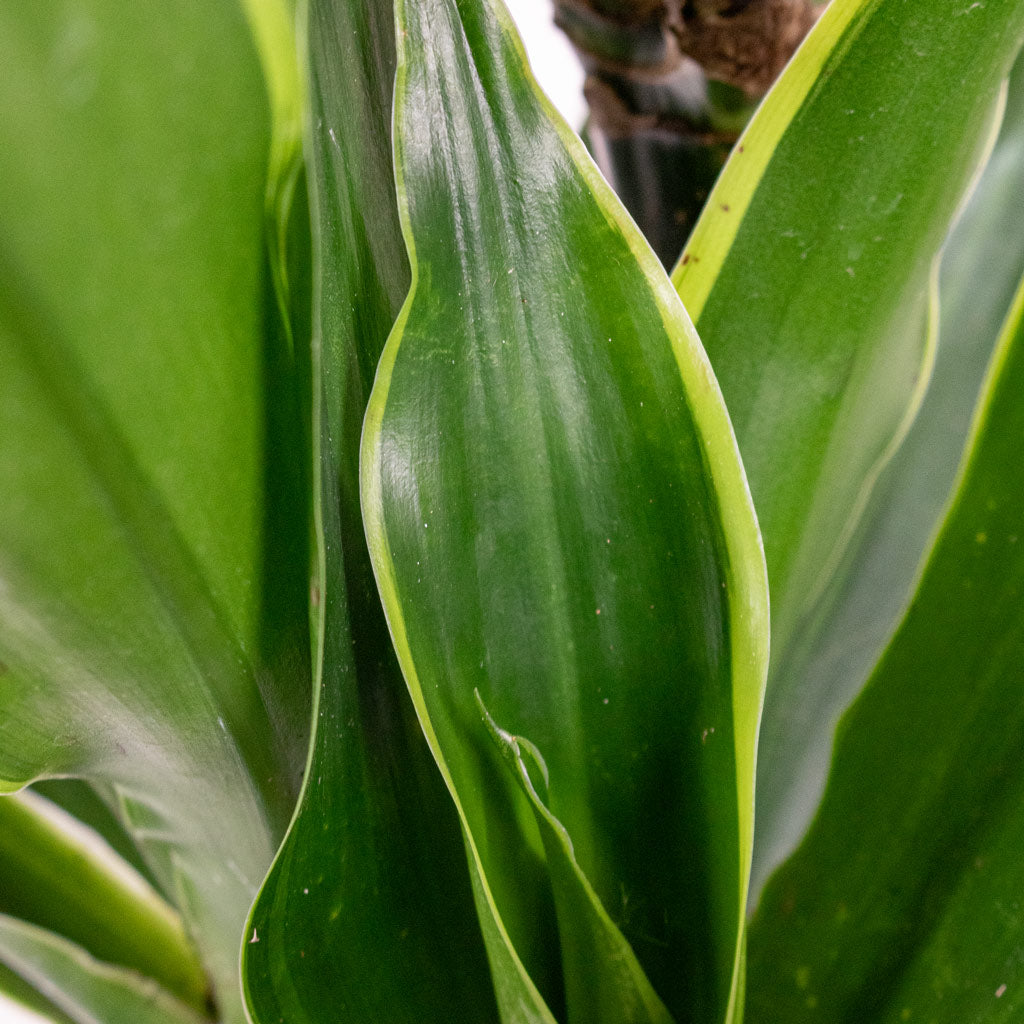Dracaena deremensis Art Multi Stem 19x100cm 2 stems