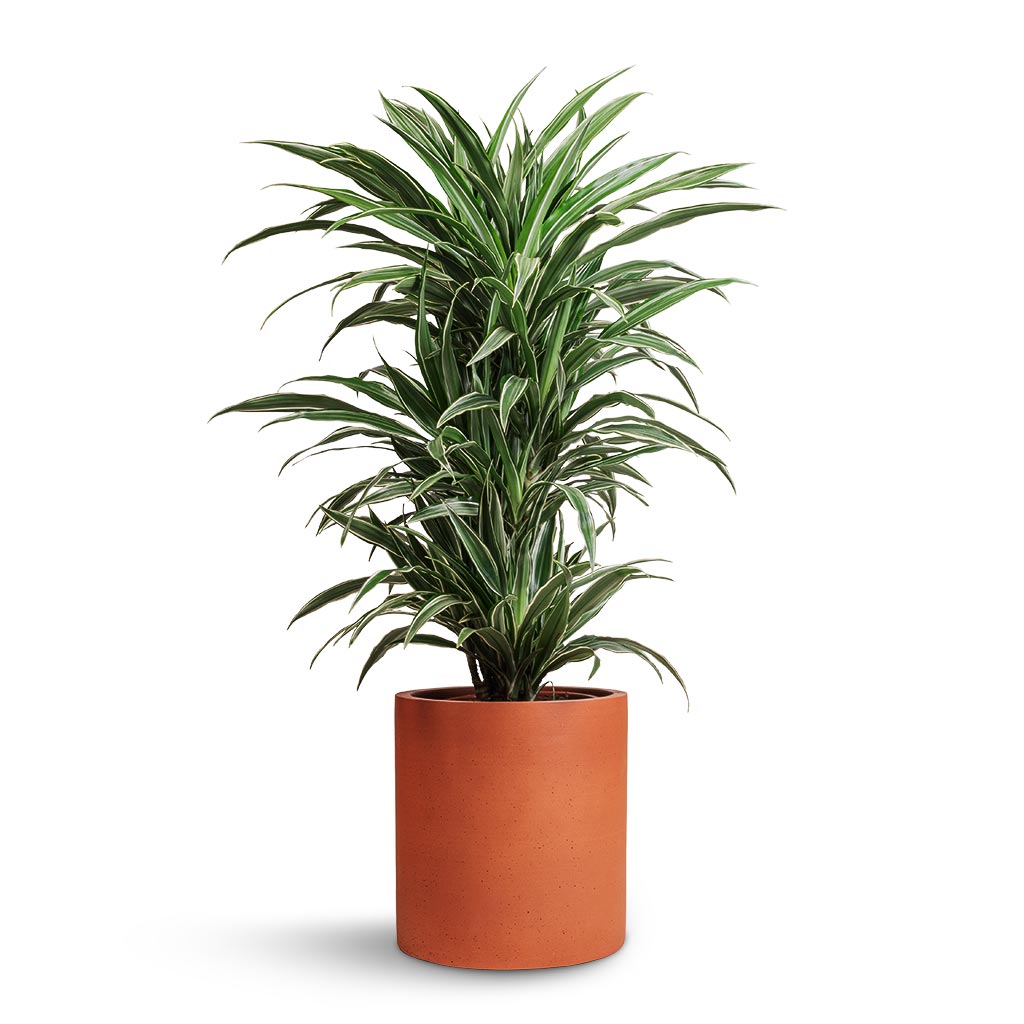 Dracaena deremensis Warneckii - Branched & Max Refined Planter - Canyon Orange