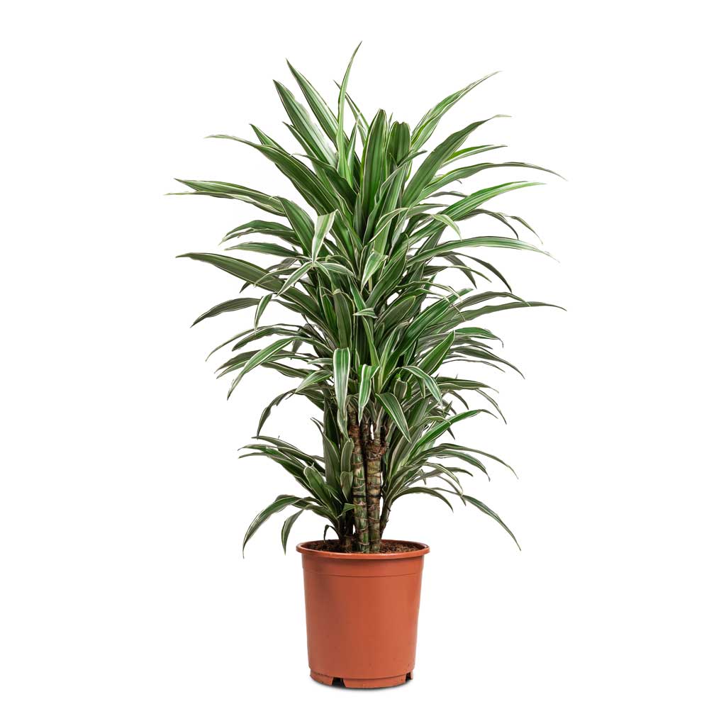 Dracaena deremensis Warneckii Branched Indoor Plants | Hortology ...