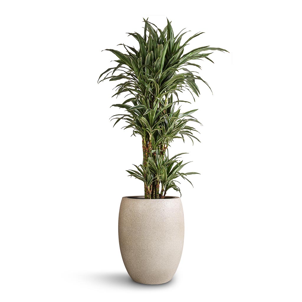 Dracaena deremensis Warneckii - Branched &amp; Grigio Tall Balloon Planter - Antique White Concrete