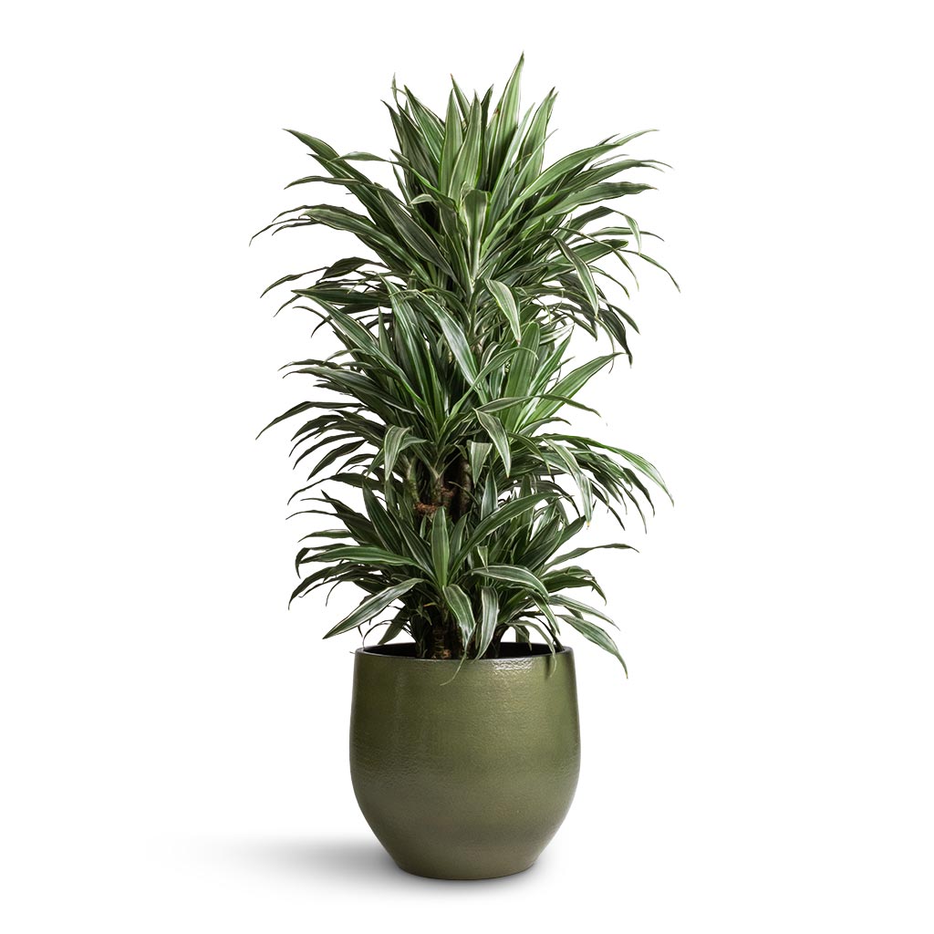 Dracaena deremensis Warneckii - Branched & Zembla Plant Pot - Green