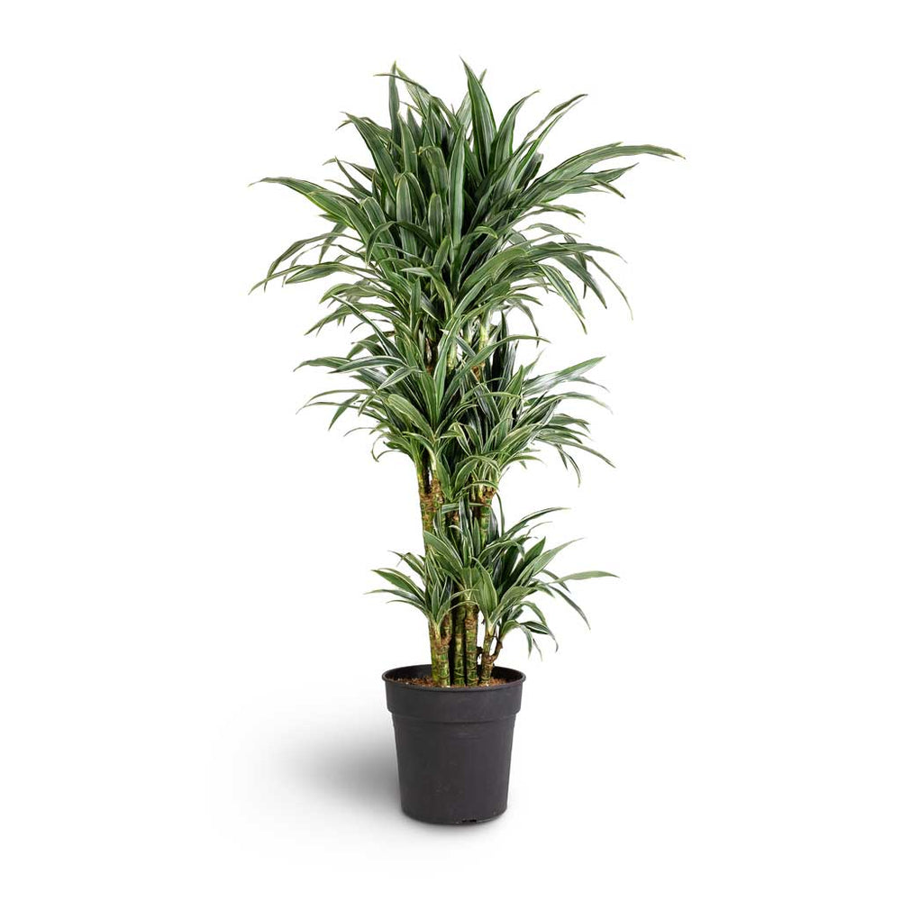 Dracaena deremensis Warneckii Branched Indoor Plants | Hortology ...