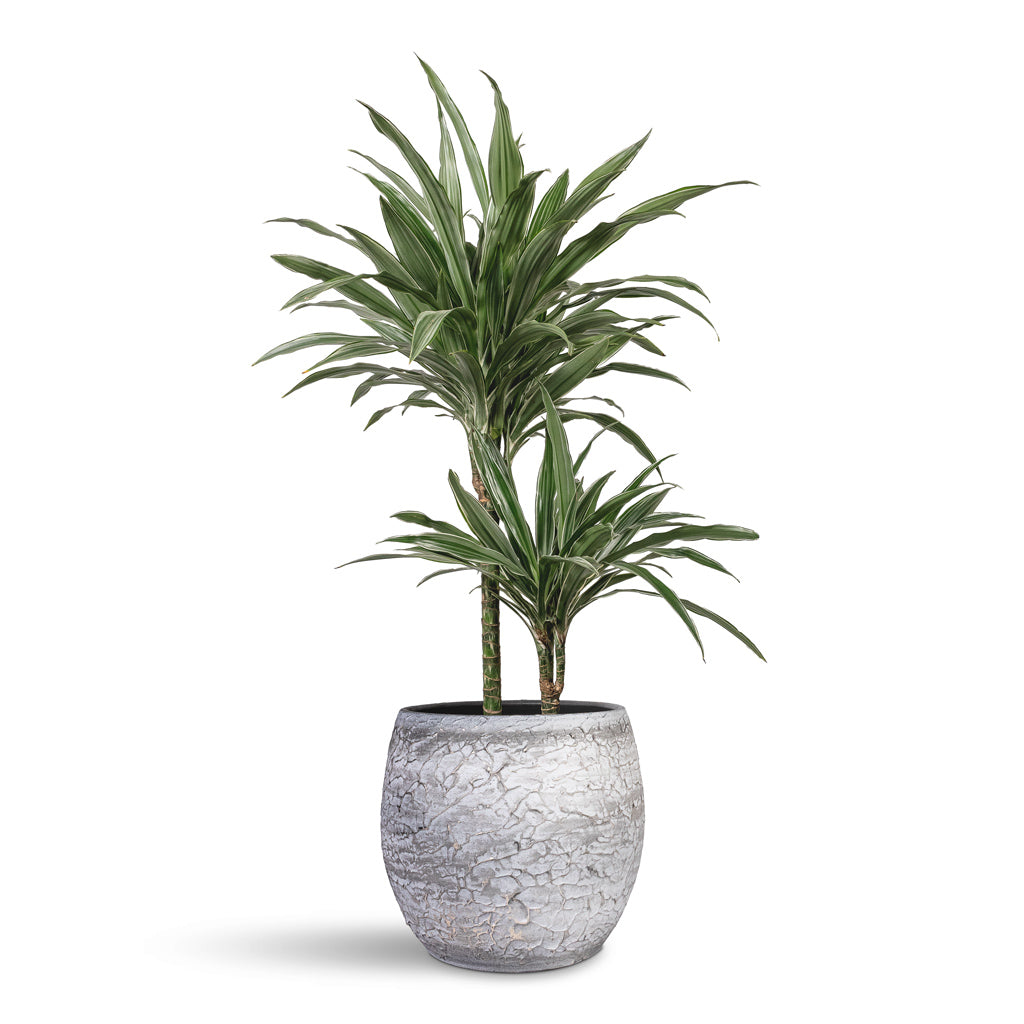 Dracaena deremensis Warneckii Multi Stem - 19x90cm -  _2-stems_- In  Evi Plant Pot Antique Silver 32x29cm