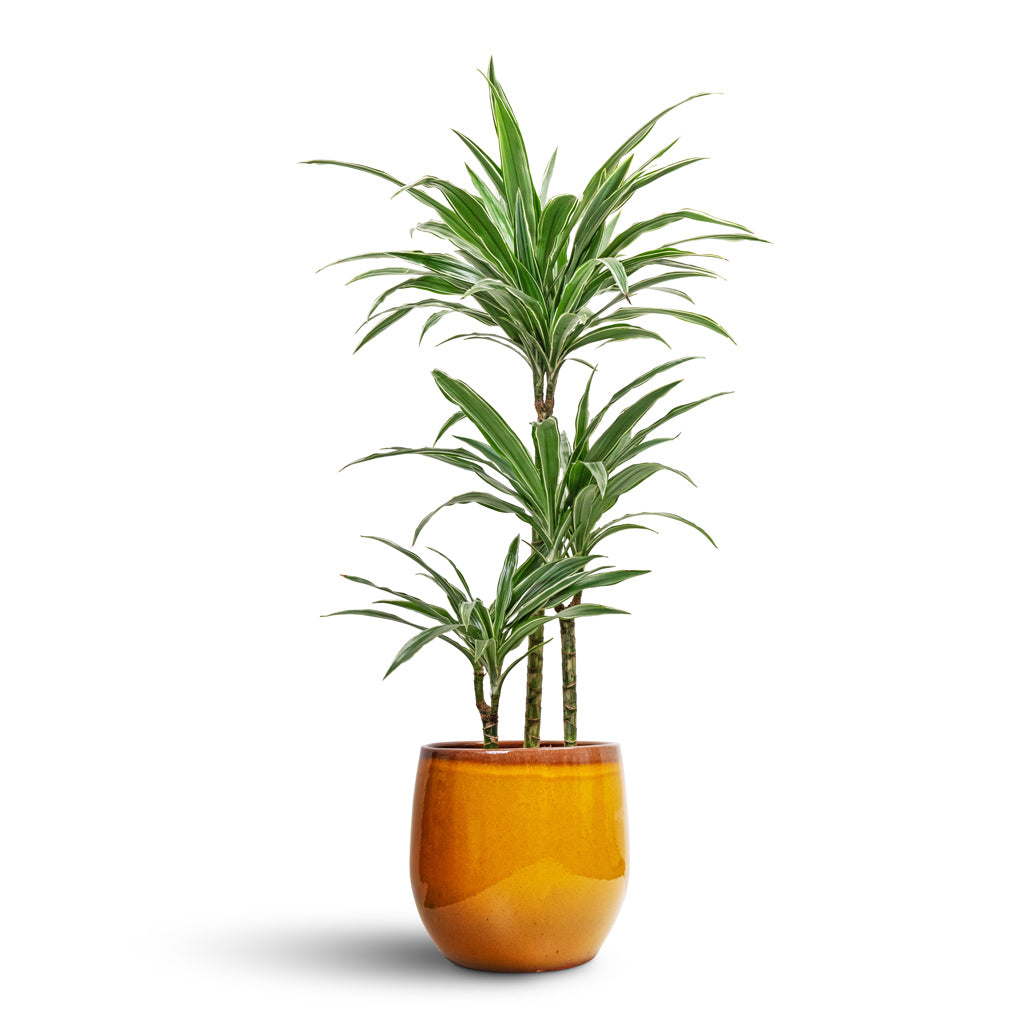 Dracaena deremensis Warneckii Multi Stem - 21x105cm 3-stems & Charlotte Plant Pot Spiced Ochre - 29x25cm