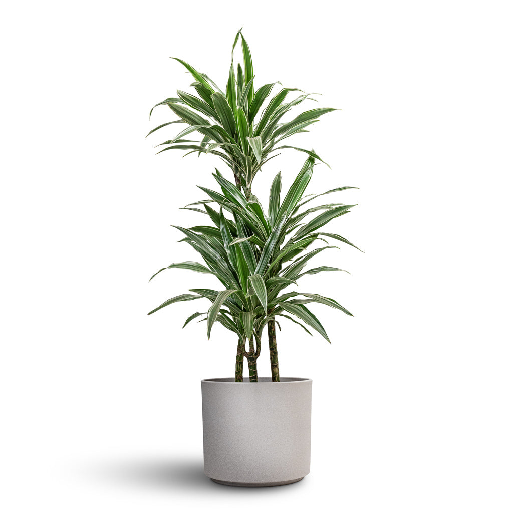 Dracaena deremensis Warneckii Multi Stem - 21x105cm - 3-stems & Leon Plant Pot Cement - 28x24cm