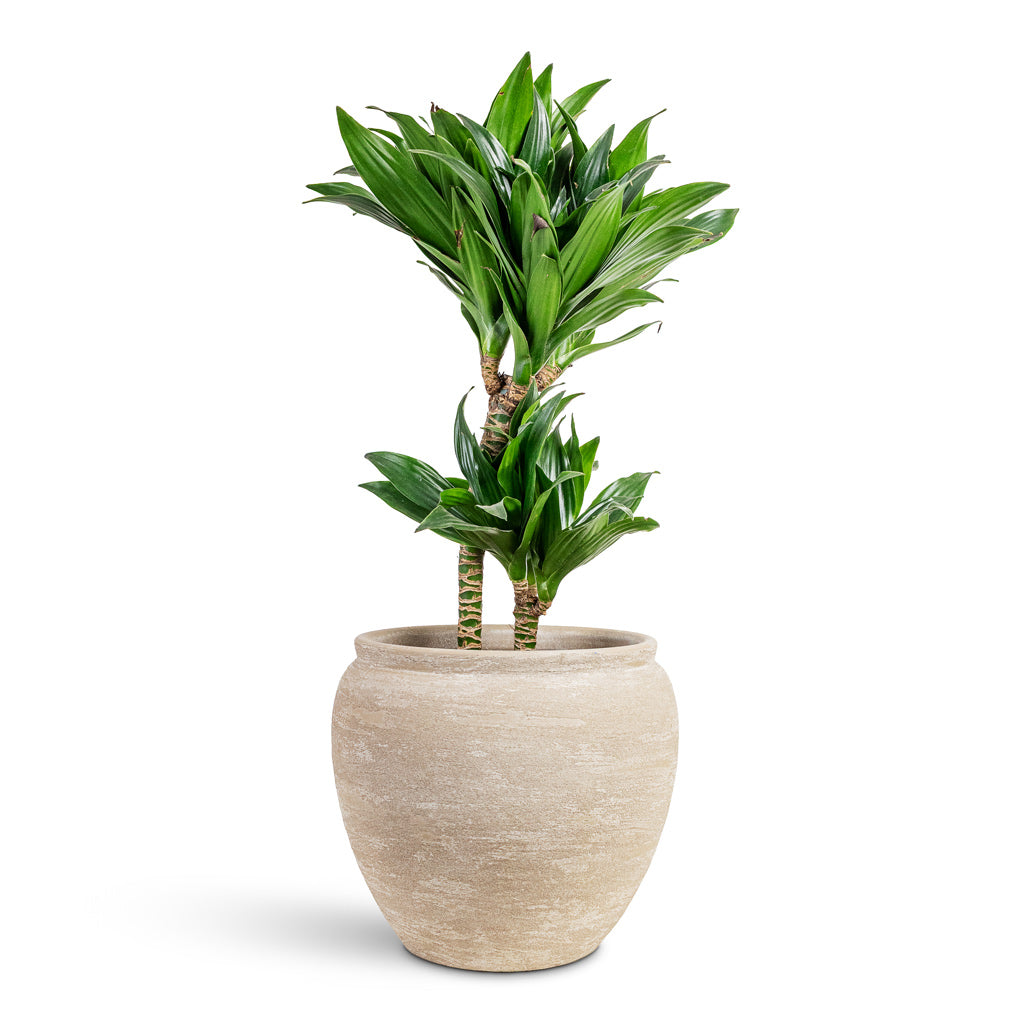 Dracaena frag Compacta Multi Stem 17x55cm(2stems) House Plant In Milos Pot Lunar 20x22cm
