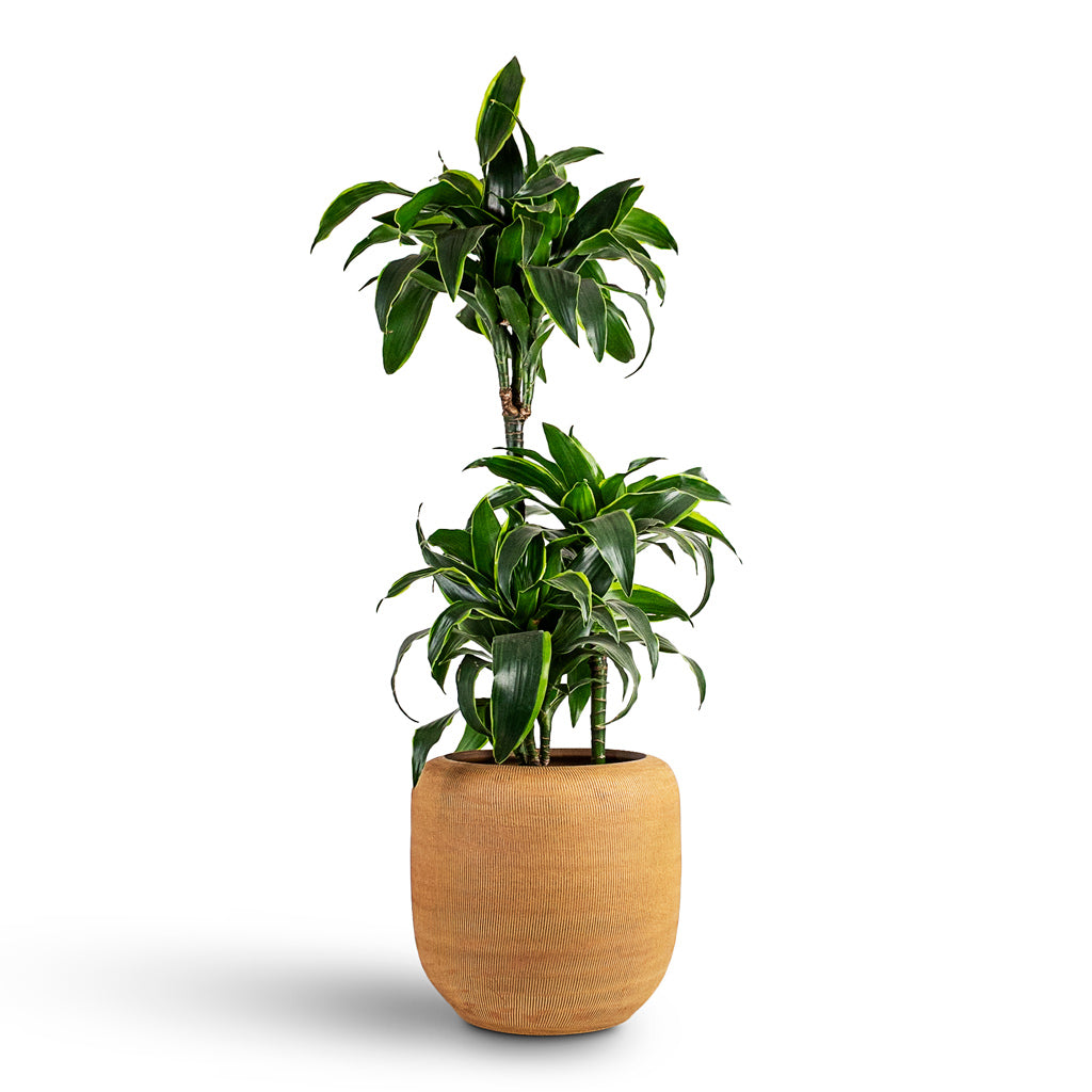 Dracaena frag Dorado Multi Stem - 21x95cm 3 Stems House Plant in Roxan Pot Camel - 31x30cm