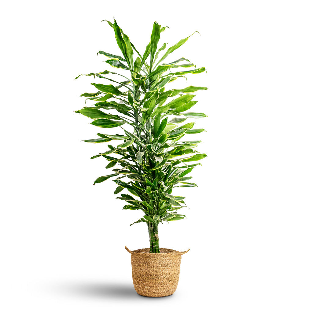 Dracaena frag Golden Coast Branched 24x90cm House Plant In Nelis Basket Natural 28x27cm