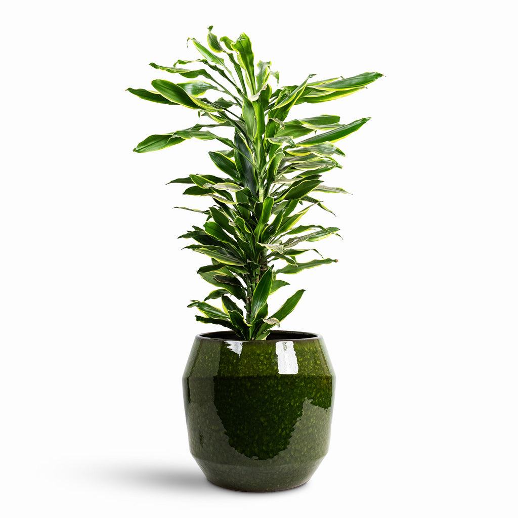 Dracaena frag Golden Coast Branched 27x110cm House Plant In Eddy Pot Pear 43x39cm