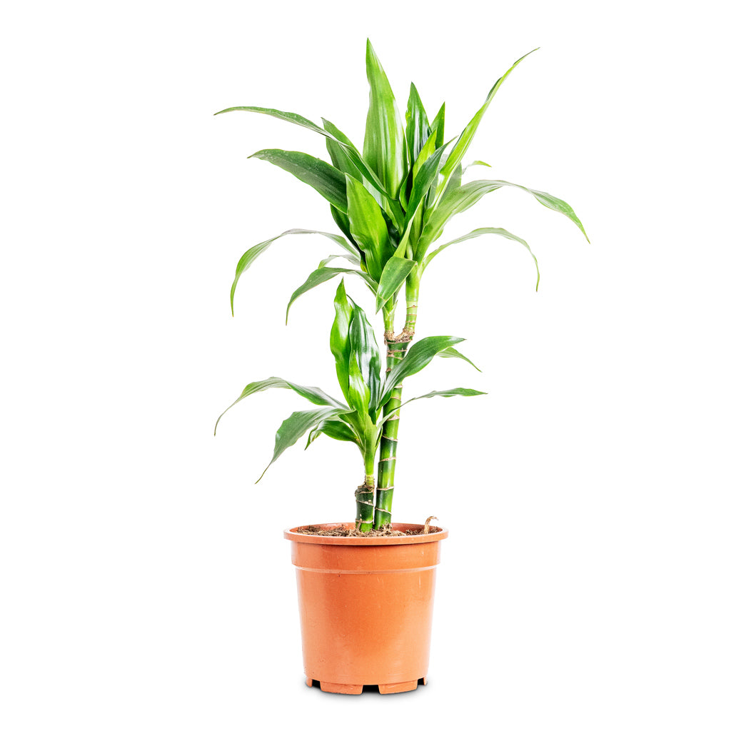 Dracaena frag Janet Craig Multi Stem 17x70cm 2 stems