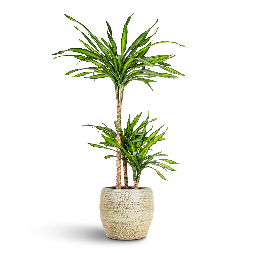 Dracaena frag Riki Multi Stem 21x100cm 3stems House Plant In Manuel Pot Shiny Thyme 30x26cm