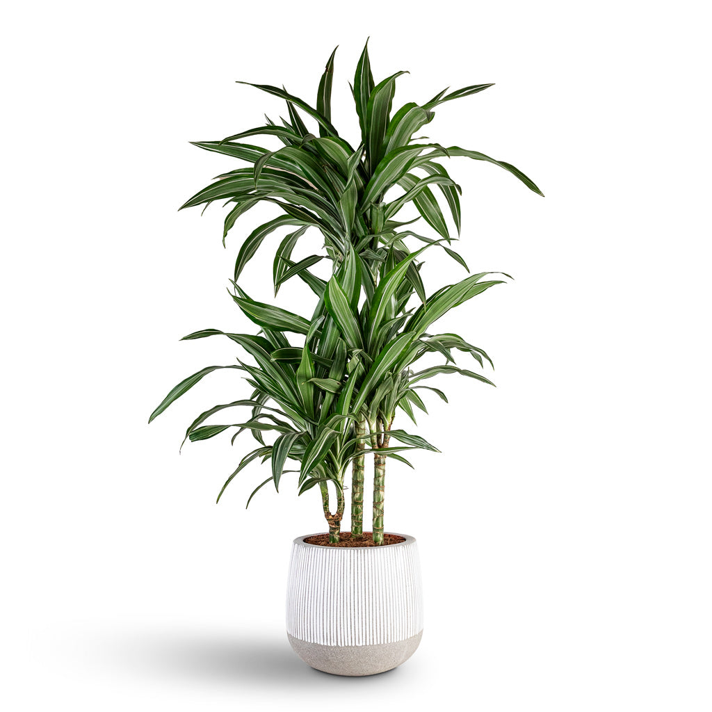Dracaena frag Ulises Multi Stem 3 stem House Plant In Pax Ridged Pot White Stripe 
