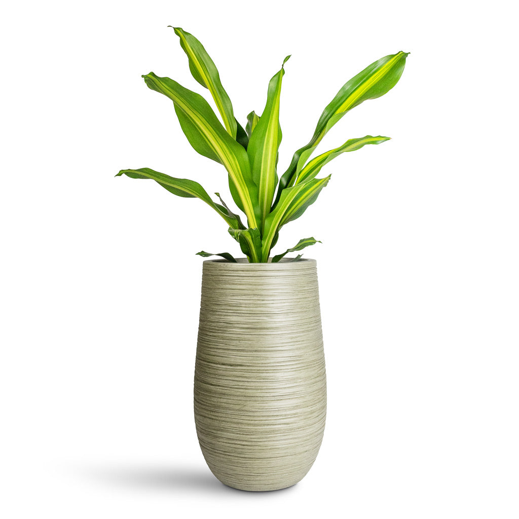 Dracaena frag. Burley - 14x40cm In Dune Partner Planter Pistachio - 25x40cm