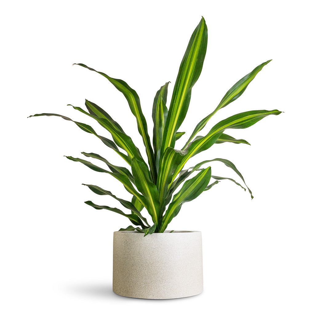 Dracaena frag. Burley - 24x100cm In Grigio Cylinder Planter Antique White Concrete - 48x32cm