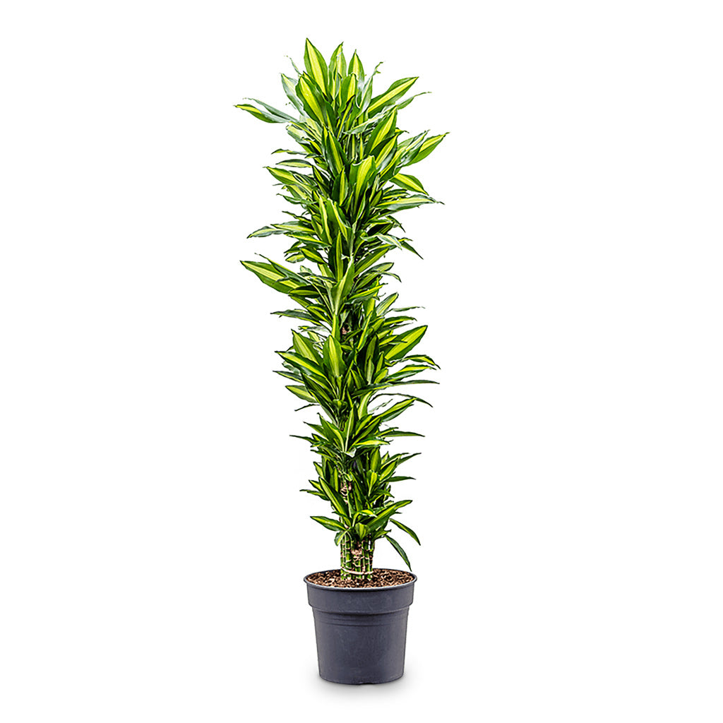 dracaena cintho pet safe Dracaena fragrans Cintho Plants - Branched - Easy Care | Hortology