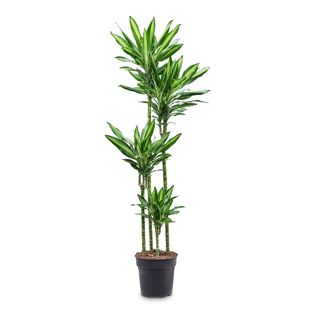 Dracaena frag. Cintho Multi Stem 27x180cm (4 stems)