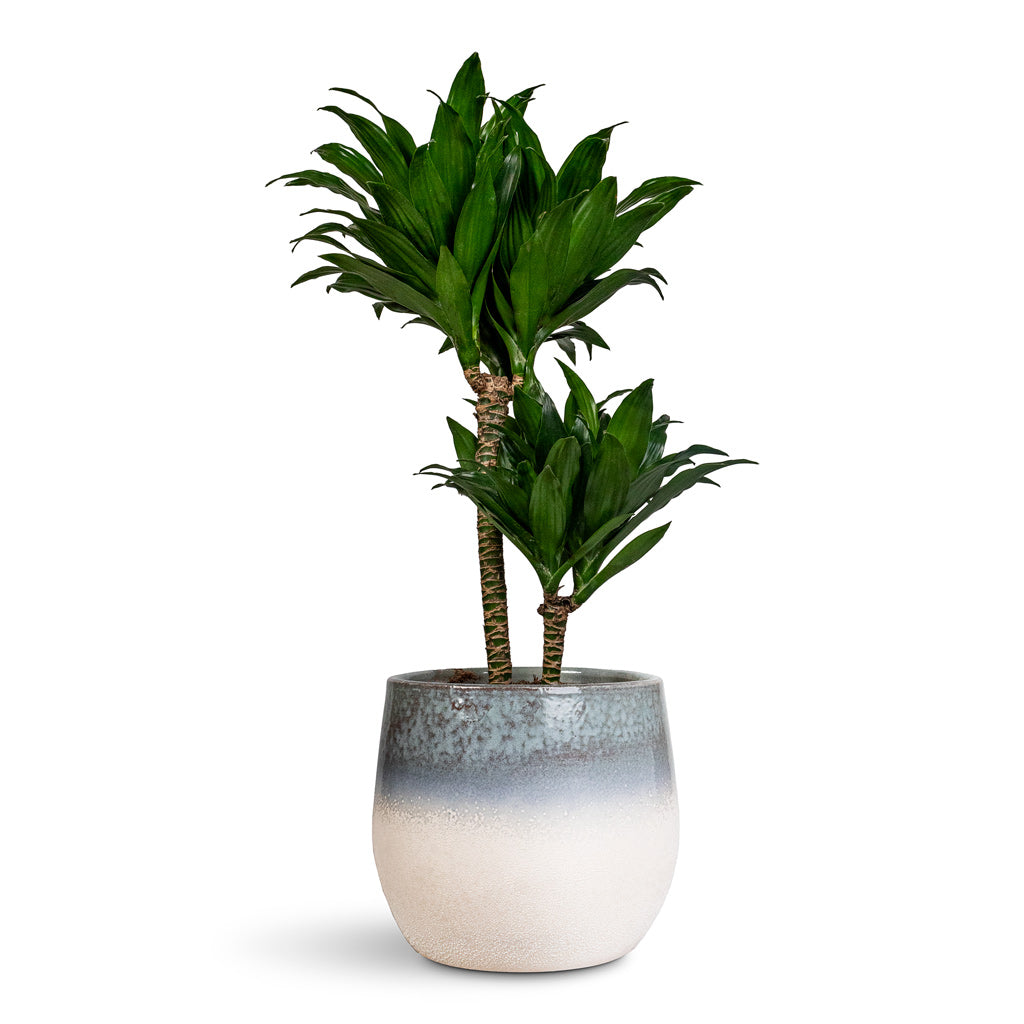 Dracaena frag. Compacta Multi Stem - 17x55cm - _2-stems_ In Fem Pot Sky Blue - 22x19cm