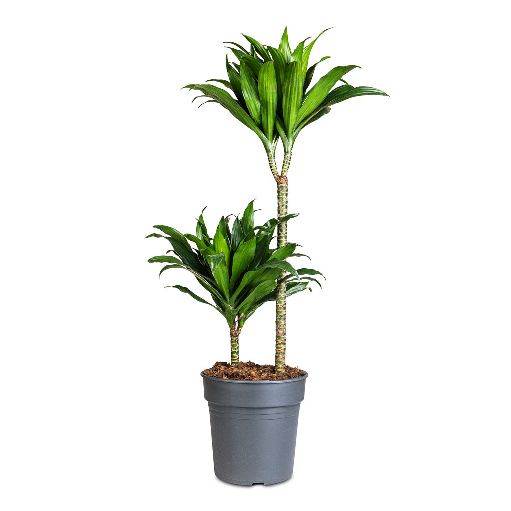 dracaena compacta cats Dracaena fragrans Compacta Plants - Multi Stem - Easy Care | Hortology