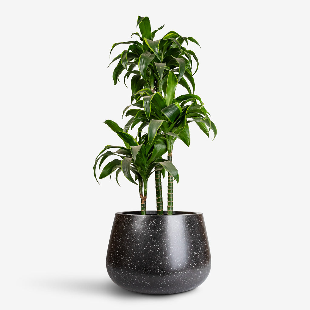 Dracaena frag. Dorado Multi Stem - 21x95cm -  _3-stems_ In Terrazzo Darcy Planter Black - 37x32cm