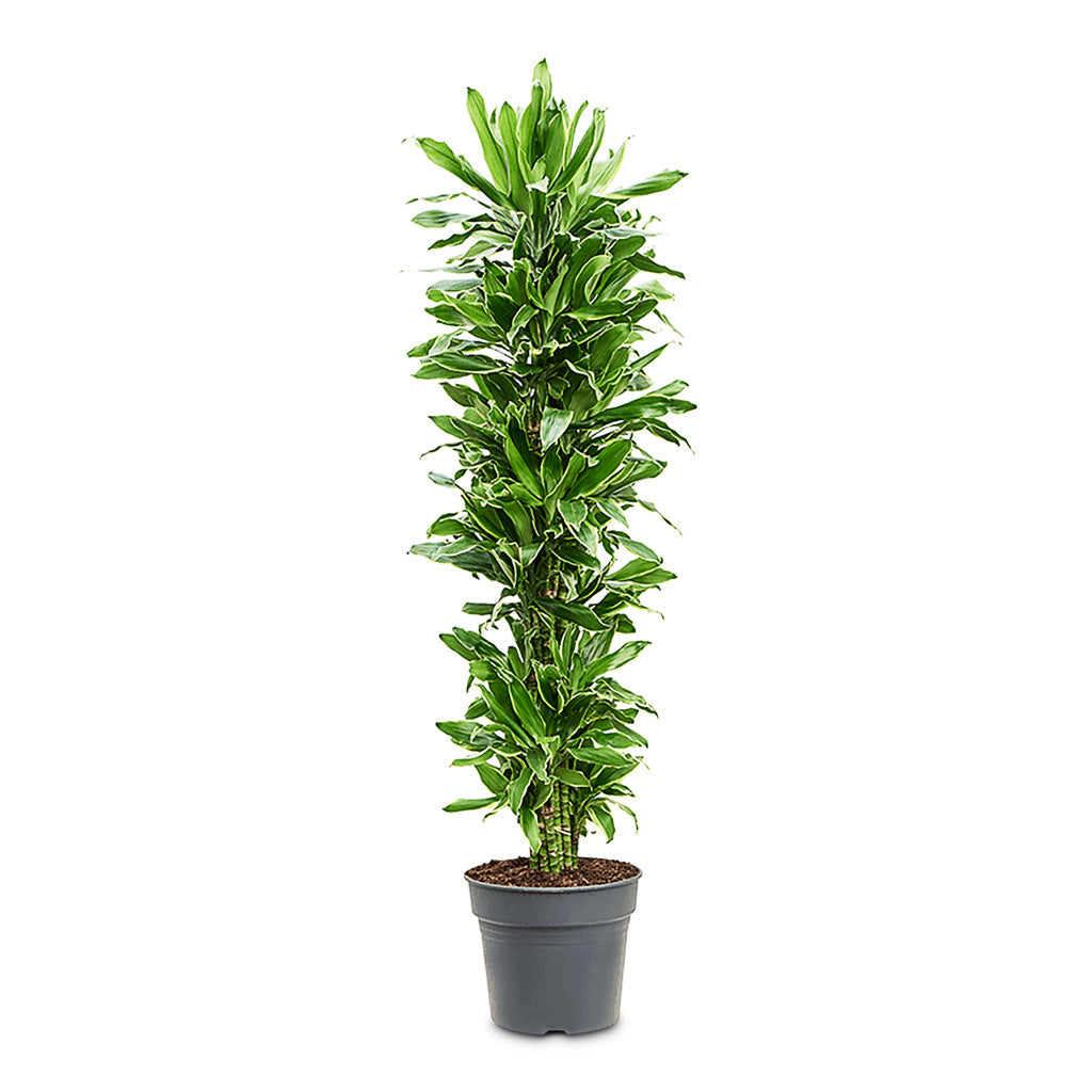 dracaena gold coast Dracaena fragrans Golden Coast Indoor Plants - Branched | Hortology