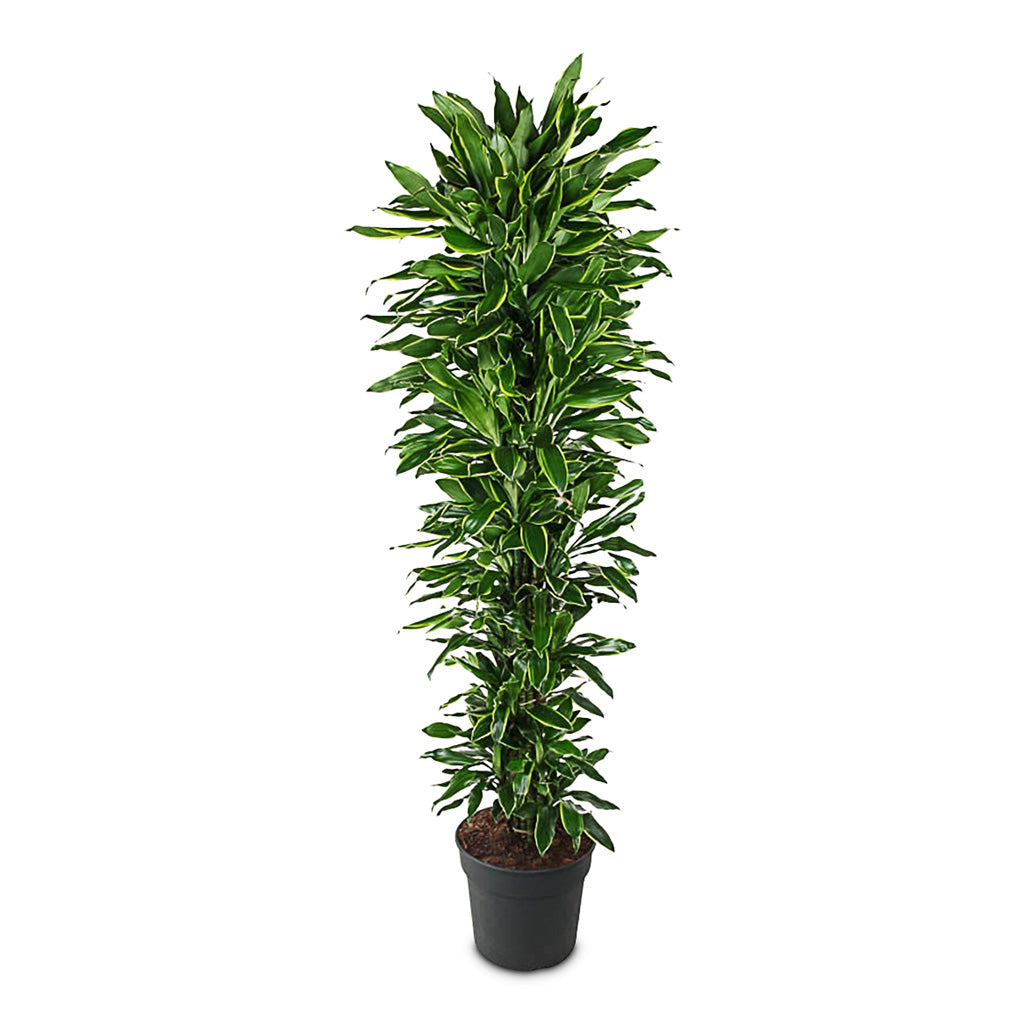 dracaena fragrans golden coast care Dracaena fragrans Golden Coast Indoor Plants - Branched | Hortology