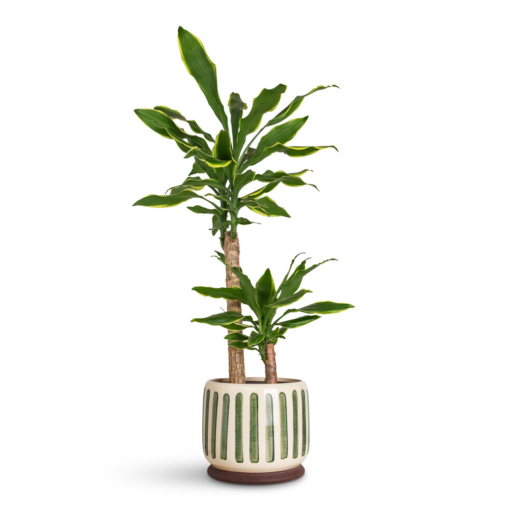 dracaena fra Dracaena fragrans Golden Coast - Multi Stem Indoor Plants | Hortology