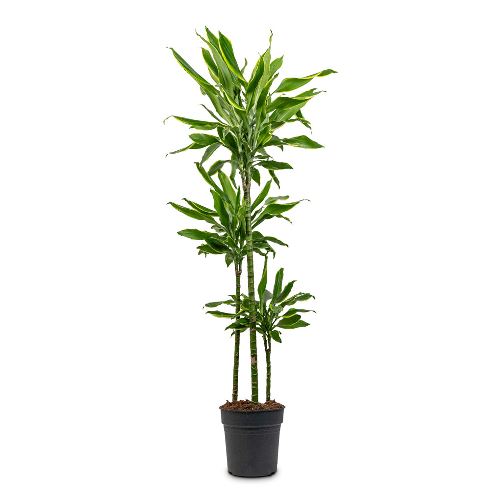 Dracaena frag Golden Coast Multi Stem 24x165cm 3 stems