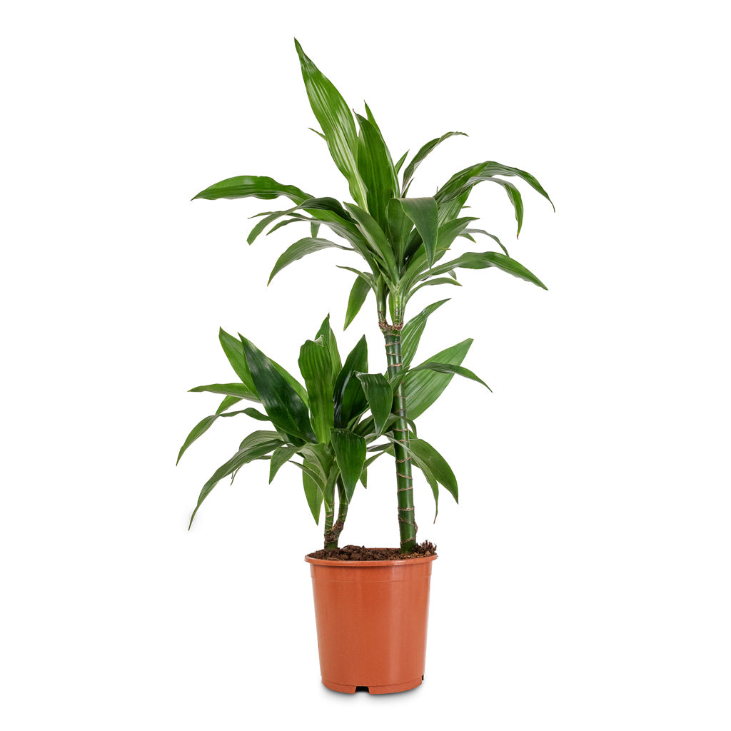 Dracaena frag. Janet Craig Multi Stem - 19x90cm -_2 - stems