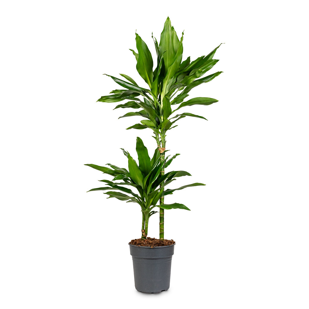 Dracaena frag. Janet Lind Multi Stem 19x100cm -  2-stems