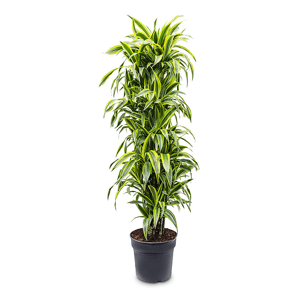 Dracaena frag. Lemon Lime   Branched   34 x 160cm