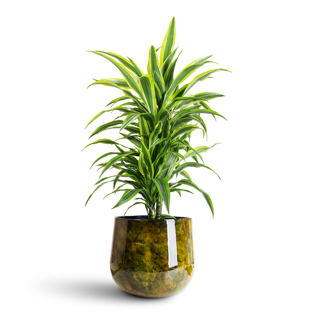 Dracaena frag. Lemon Lime Branched - 24x90cm In Emmie Metal Pot Mystic Yellow - 31x25cm