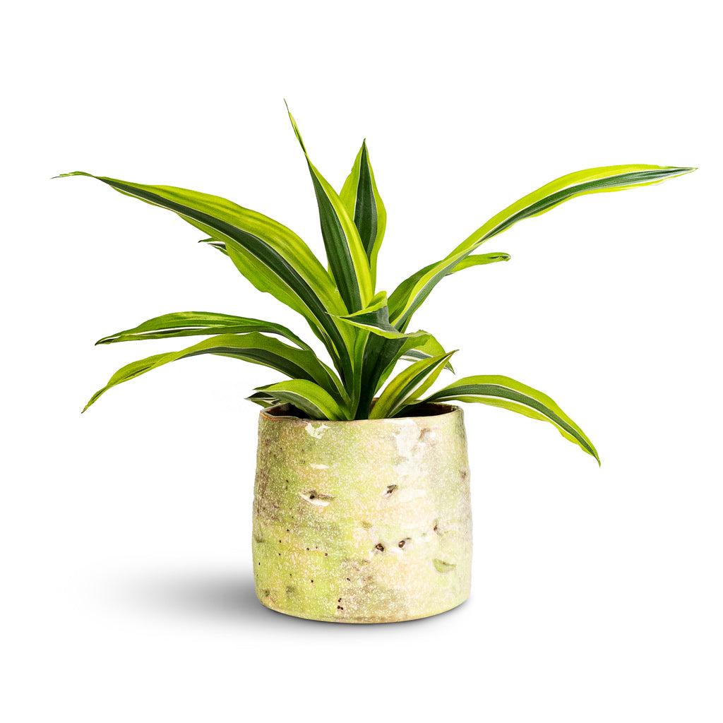 Dracaena frag. Lemon Lime Head Houseplant 12x35cm Masha Plant Pot Mint 15x12cm