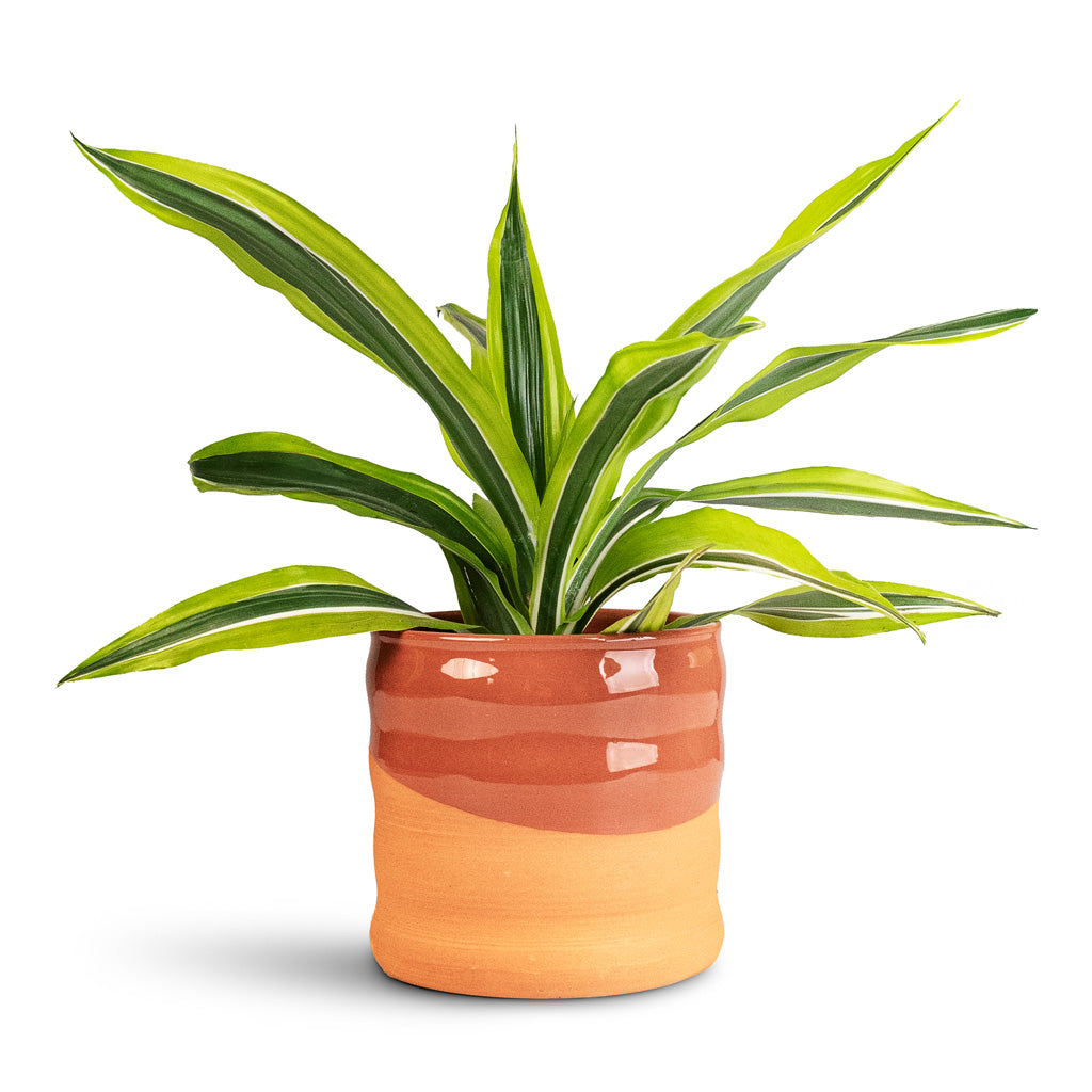dracaena toxic to humans Dracaena fragrans Lemon Lime Indoor Plants - Easy Care | Hortology