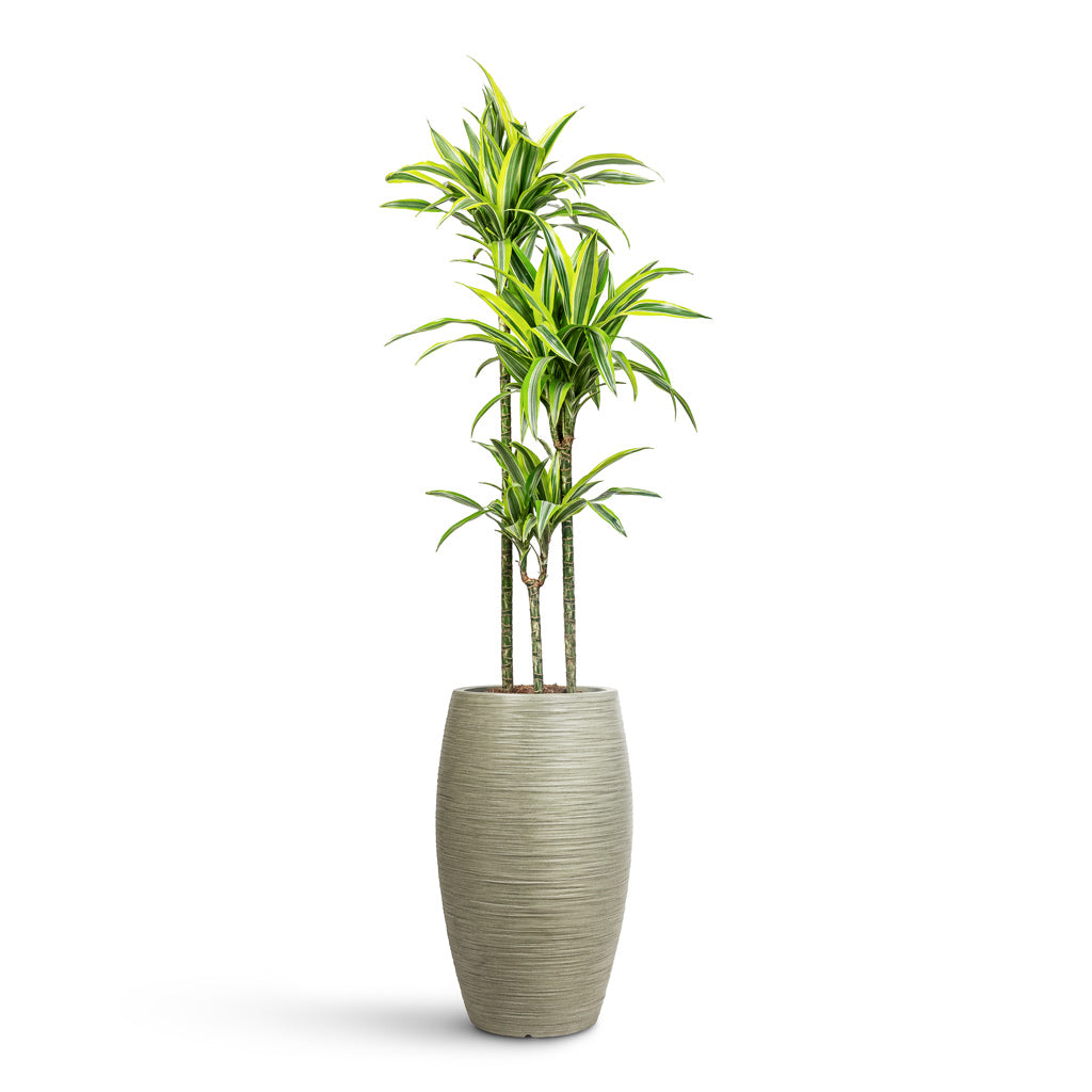 Dracaena frag. Lemon Lime Multi Stem - 24x140cm _3-stems_ In Dune Emporer Planter Pistachio - 37x60cm