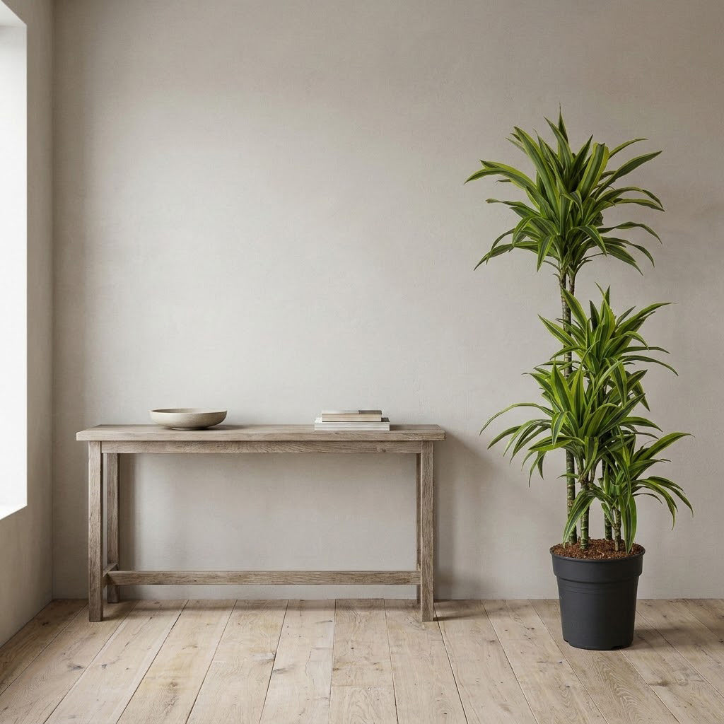 Dracaena frag. Lemon Lime - Multi Stem - 27 x 160cm (4 stems)