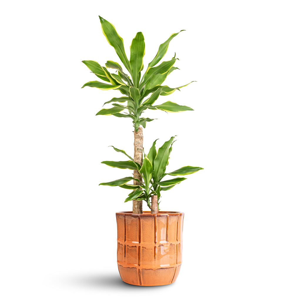 Dracaena frag. Massangeana Multi Stem - 19x100cm -_2-stems_- In Noemi Pot Copper Coral - 25x23cm