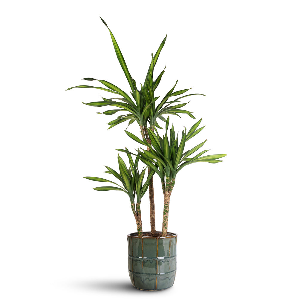 Dracaena frag. Riki Multi Stem 21x100cm - _3-stems_- In Noemi Pot Sea Green - 25 x 23cm