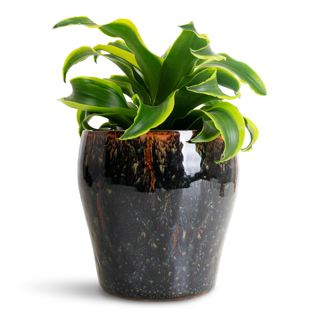 Dracaena frag. Tornado Head - 12x25cm In Nia Pot Midnight - 14x13cm