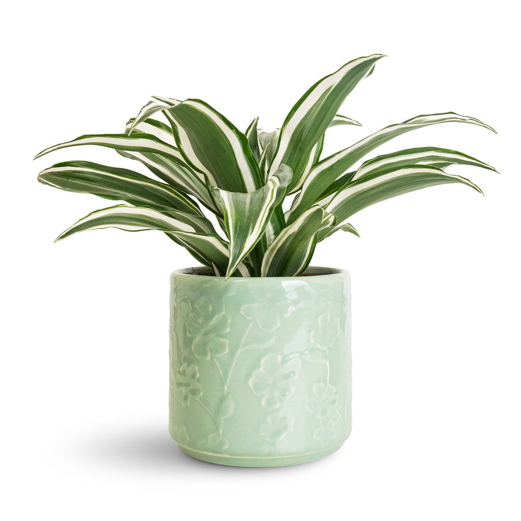 Dracaena frag. White Jewel Head - 12x25cm In Betsy Pot Floral Mint - 13.5x12cm