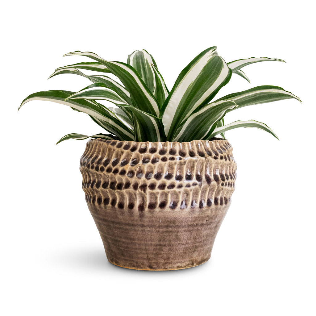 Dracaena frag. White Jewel Head - 12x25cm In Deb Pot Aubergine - 20x15cm