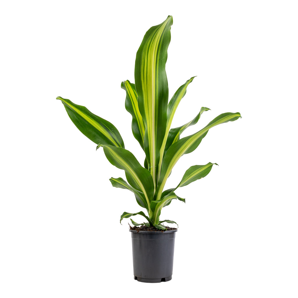 Dracaena fragrans Burley Indoor Plants - Air Purifier | Hortology ...