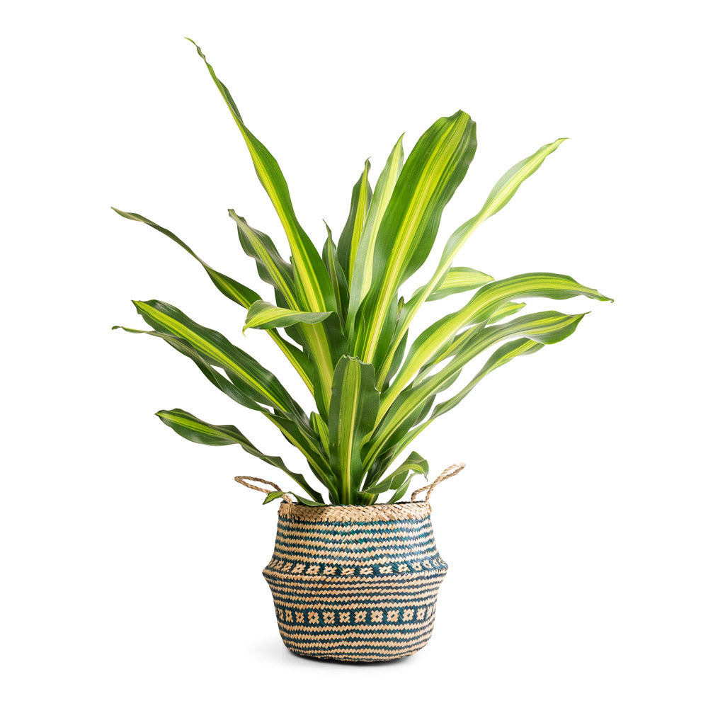 Dracaena fragrans Burley &amp; Seagrass Tribal Basket - Teal Lined