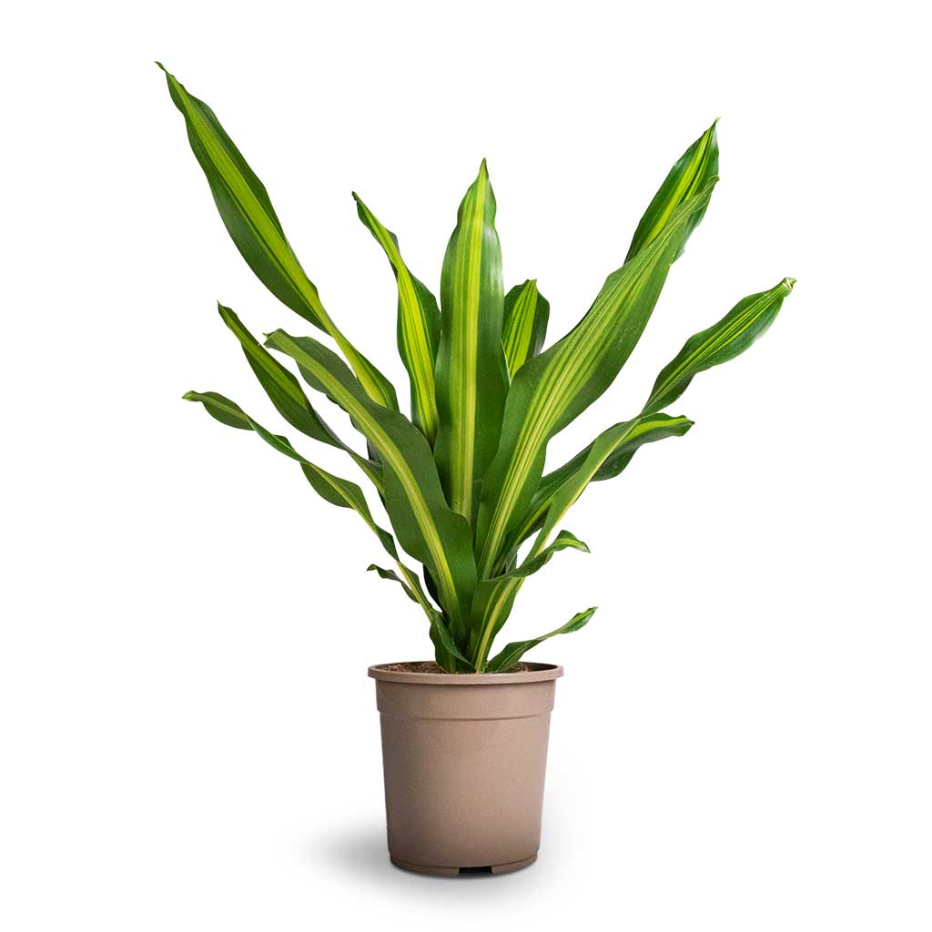 Dracaena fragrans Burley