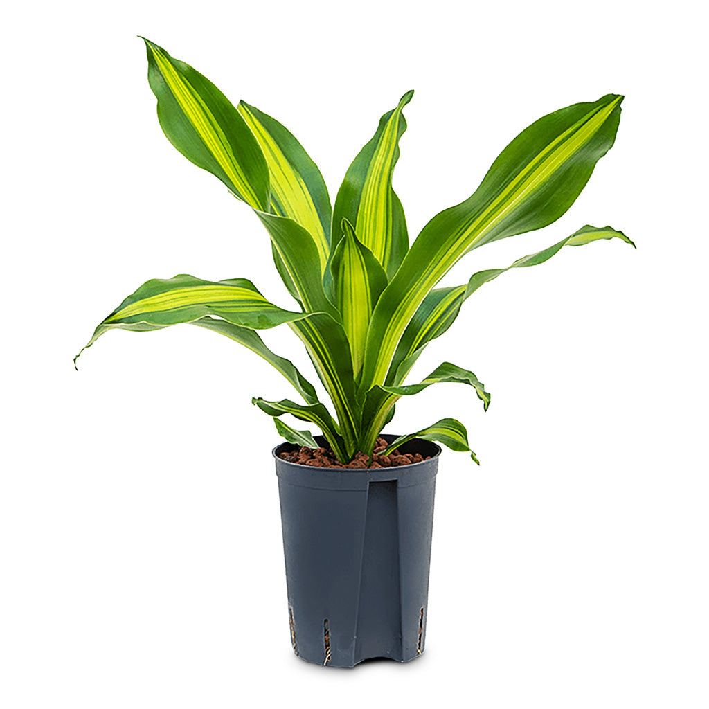 Dracaena fragrans Burley HydroCare - 15-19x50cm