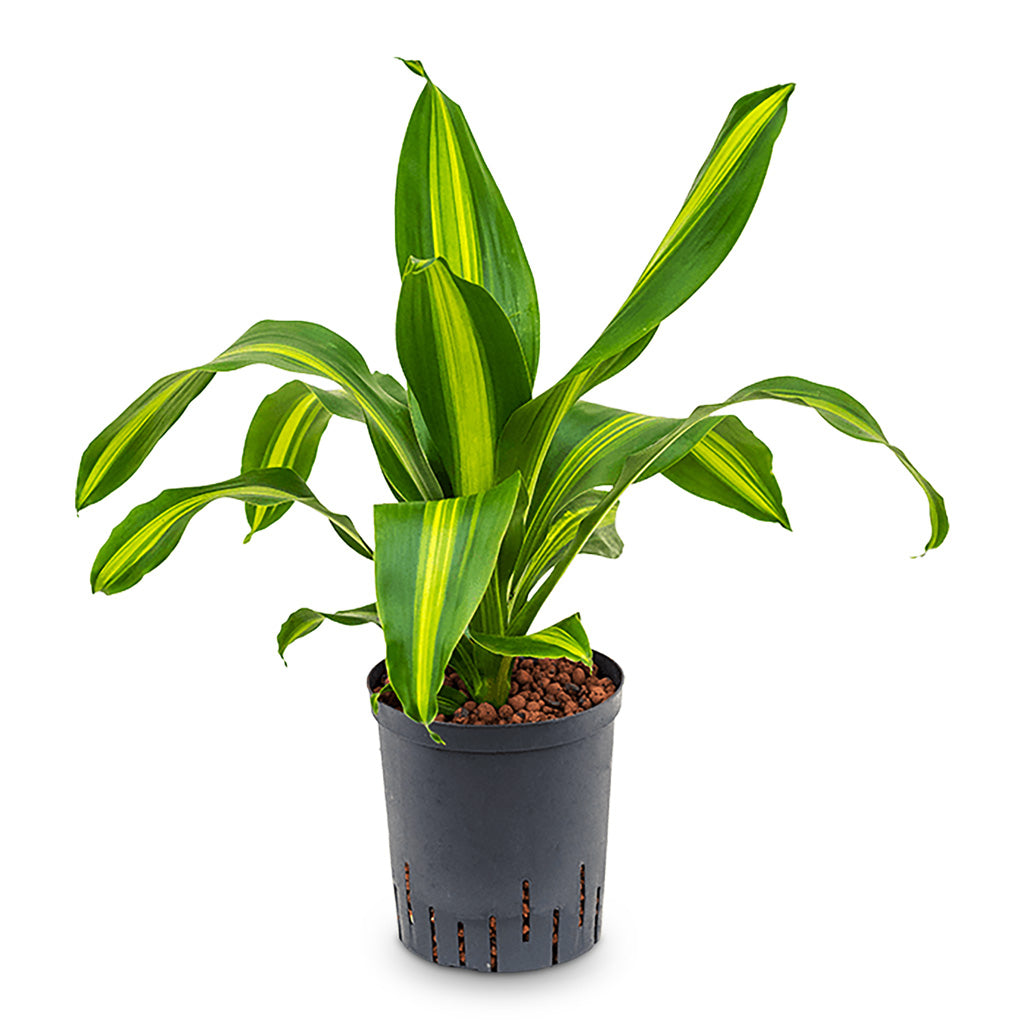 Dracaena fragrans Burley HydroCare - 18-19x65cm