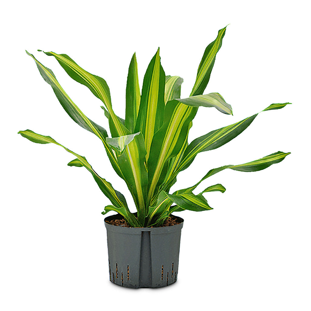 Dracaena fragrans Burley HydroCare - 25-19x95cm