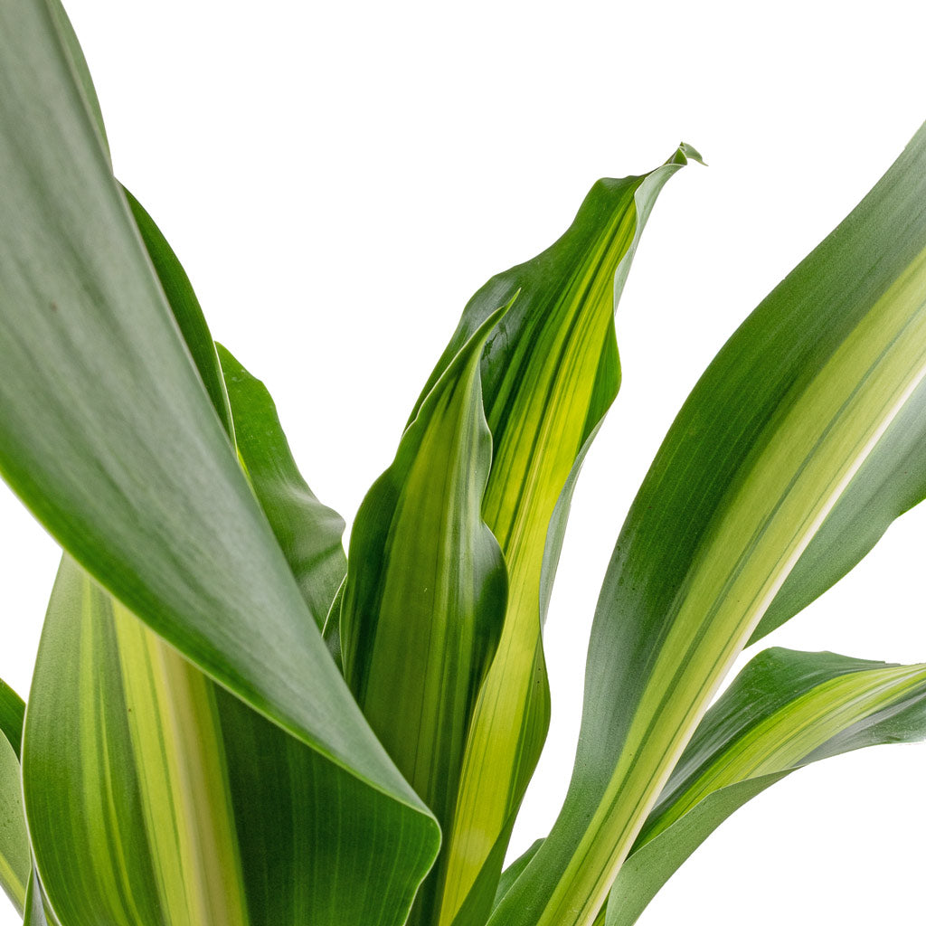 Dracaena fragrans Burley - HydroCare Indoor Plants | Hortology 