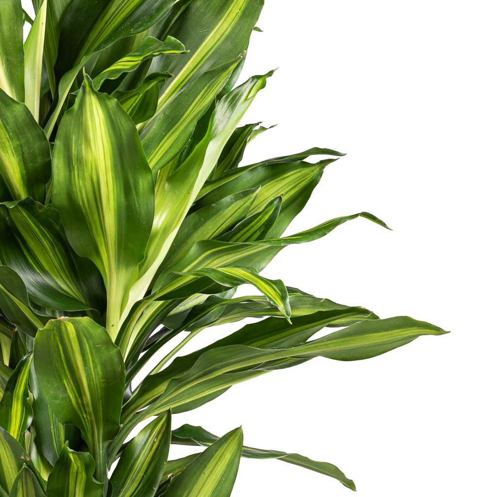 Dracaena fragrans Cintho - Branched Houseplant & Lindy Plant Pot - Black Green